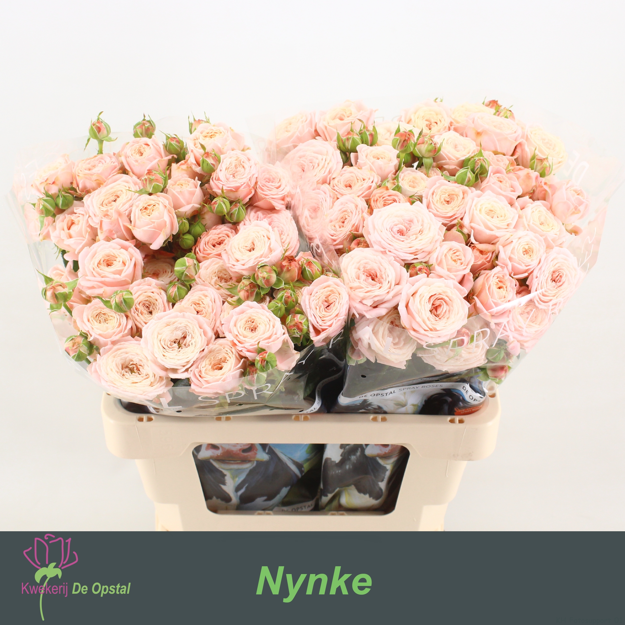 Срезанные цветы оптом Rosa spray nynke от 20шт из Голландии с доставкой по России
