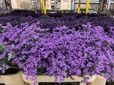 Срезанные цветы оптом Limonium kansas blue от 25шт из Голландии с доставкой по России