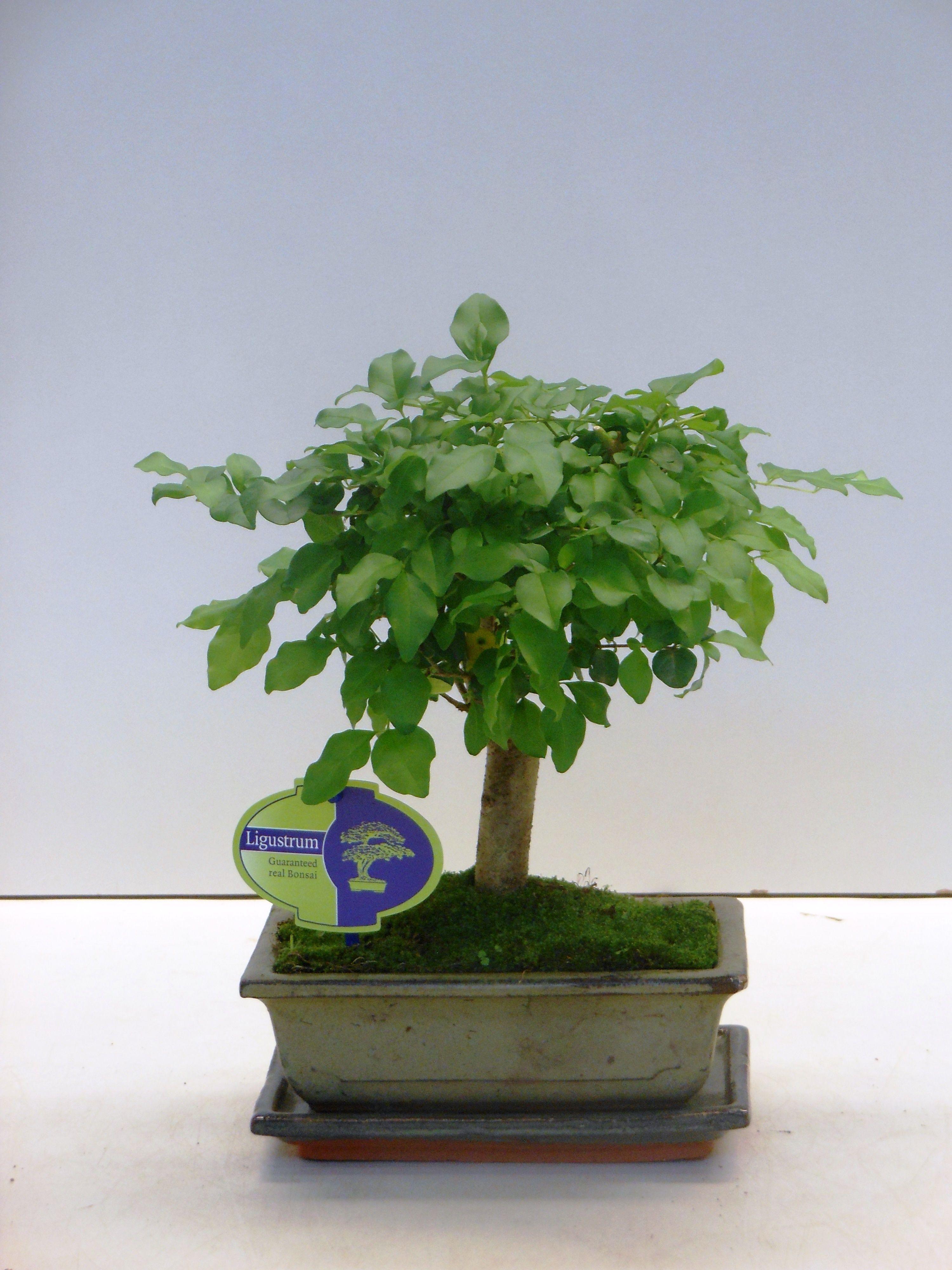 Горшечные цветы и растения оптом Bonsai Ligustrum Sinensis, 20cm., Broom, With Drip от 7шт из Голландии с доставкой по России