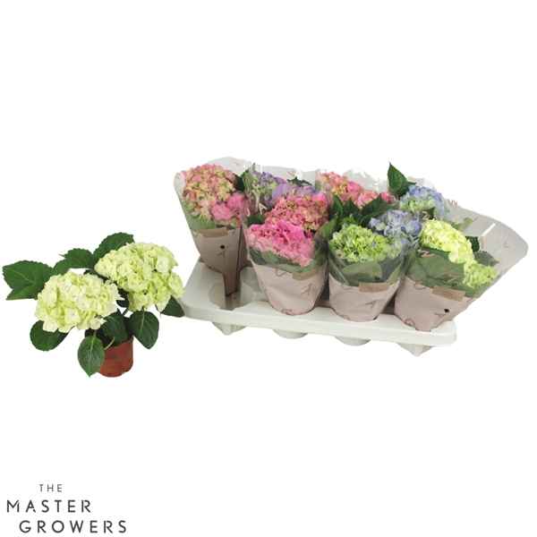 Горшечные цветы и растения оптом Hydrangea Ma Mix 2+ от 8шт из Голландии с доставкой по России