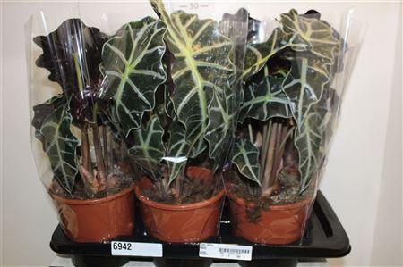 Горшечные цветы и растения оптом Aloc Polly 2pp от 6шт (для телеги) из Голландии с доставкой по России