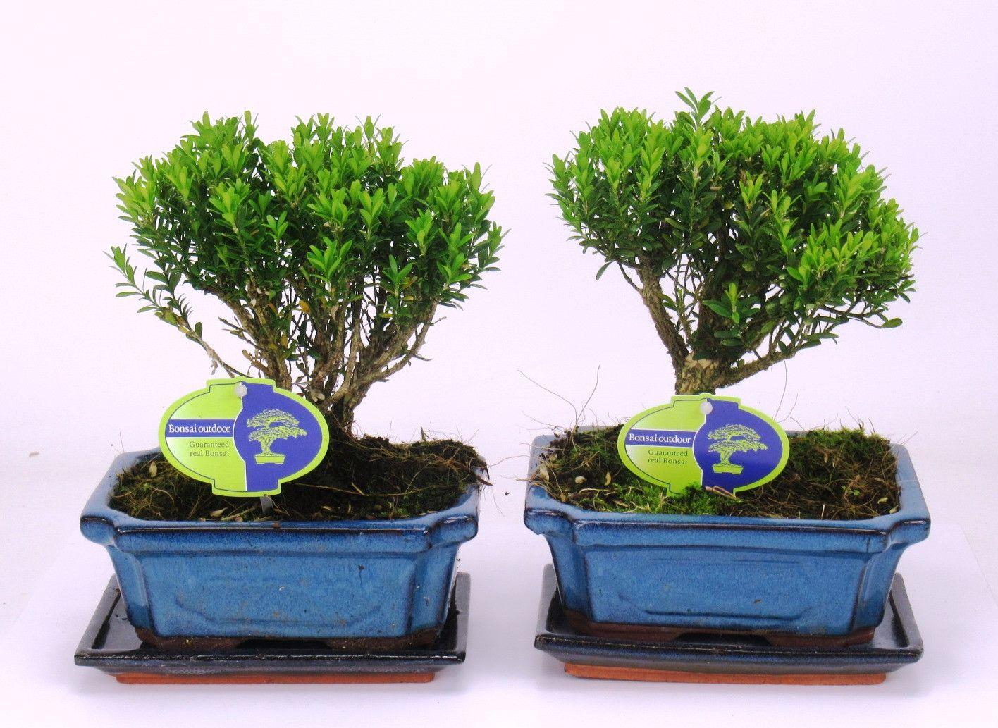 Горшечные цветы и растения оптом Bonsai Buxus Harlandii, With Driptray от 6шт из Голландии с доставкой по России