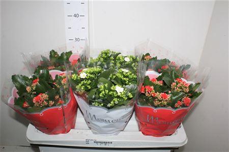 Горшечные цветы и растения оптом ** Kal Ge Gem 2 Kl * Autumn Promo * от 6шт из Голландии с доставкой по России