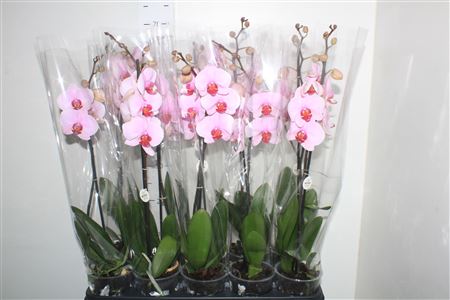 Горшечные цветы и растения оптом Phal Rose 1 Branche 9+ от 10шт из Голландии с доставкой по России Горшечные цветы и растения оптом Phal Rose 1 Branche 9+ от 10шт из Голландии с доставкой по России