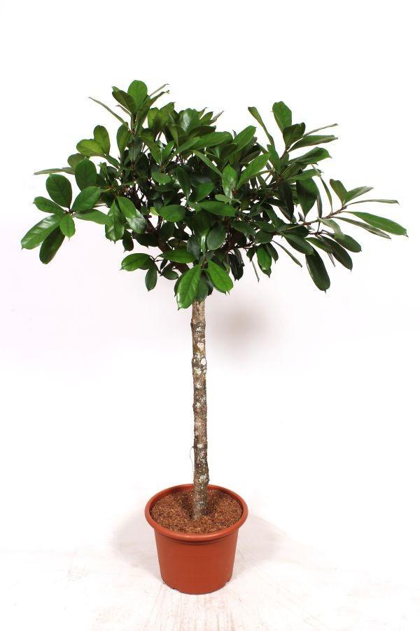 Горшечные цветы и растения оптом Ficus Cyathistipula On Stem A от 1шт из Голландии с доставкой по России