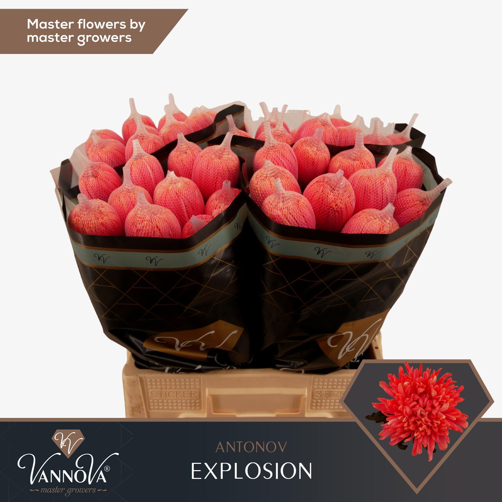 Срезанные цветы оптом Chrys bl paint antonov explosion от 120шт. из Голландии с доставкой по России