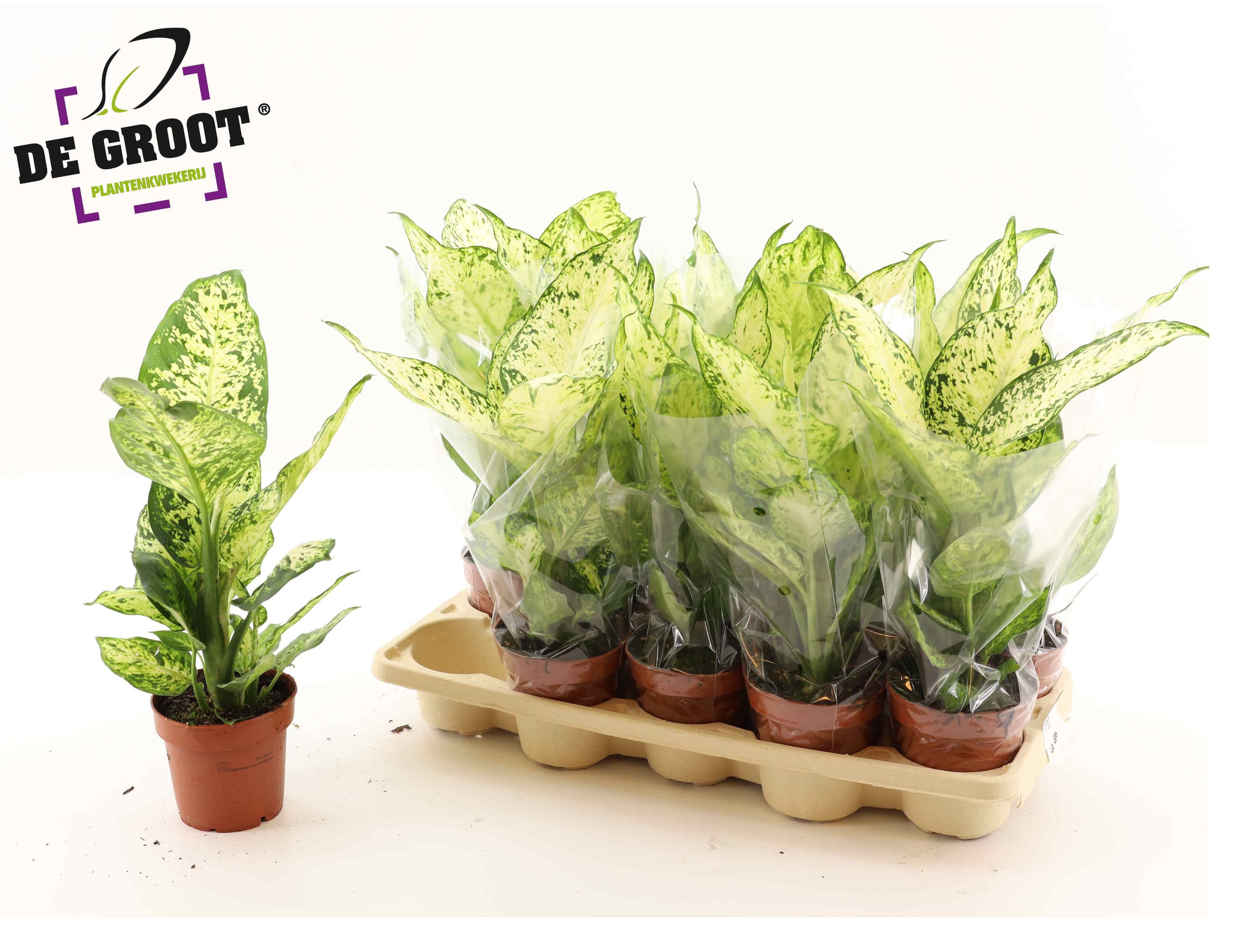 Горшечные цветы и растения оптом Dieff Amy от 10шт из Голландии с доставкой по России