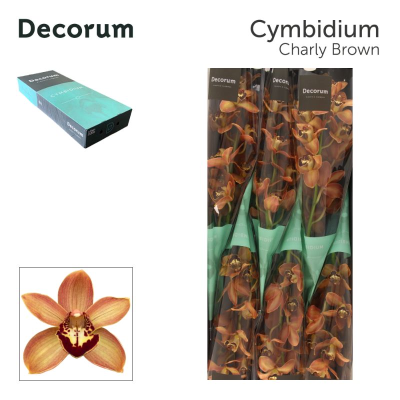 Срезанные цветы оптом Cymbidium brown charly brown от 10шт. из Голландии с доставкой по России