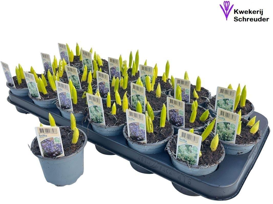 Горшечные цветы и растения оптом Scilla Gem от 18шт (для телеги) из Голландии с доставкой по России