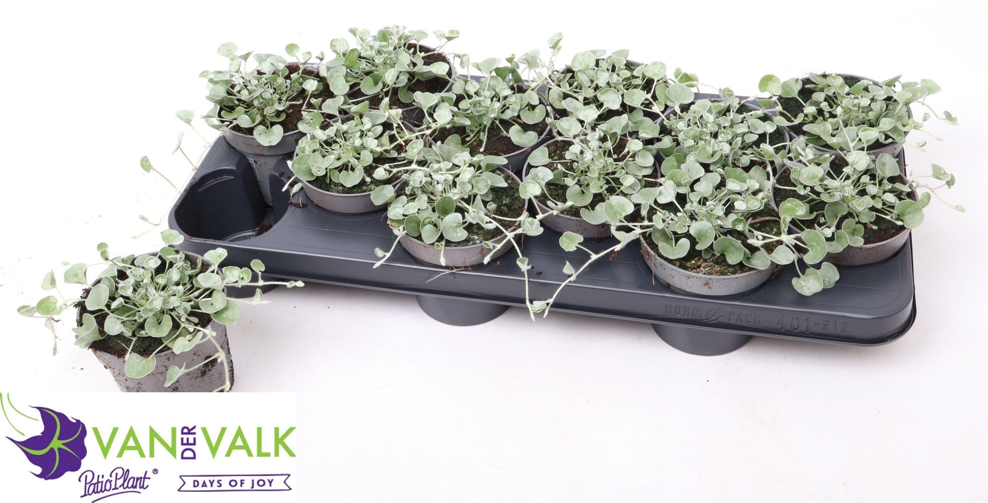 Горшечные цветы и растения оптом Dich Arg Silver Fall от 12шт из Голландии с доставкой по России