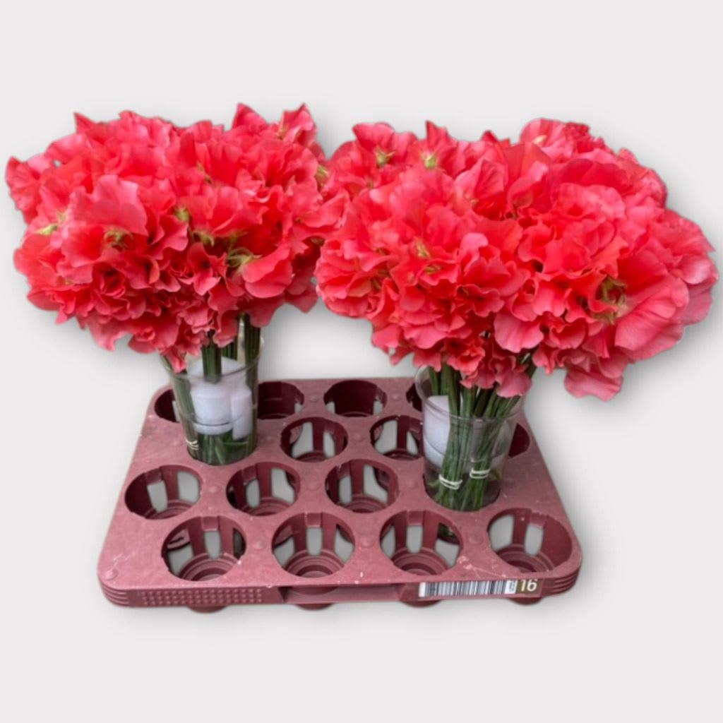 Срезанные цветы оптом Lathyrus romance coral от 100шт из Голландии с доставкой по России