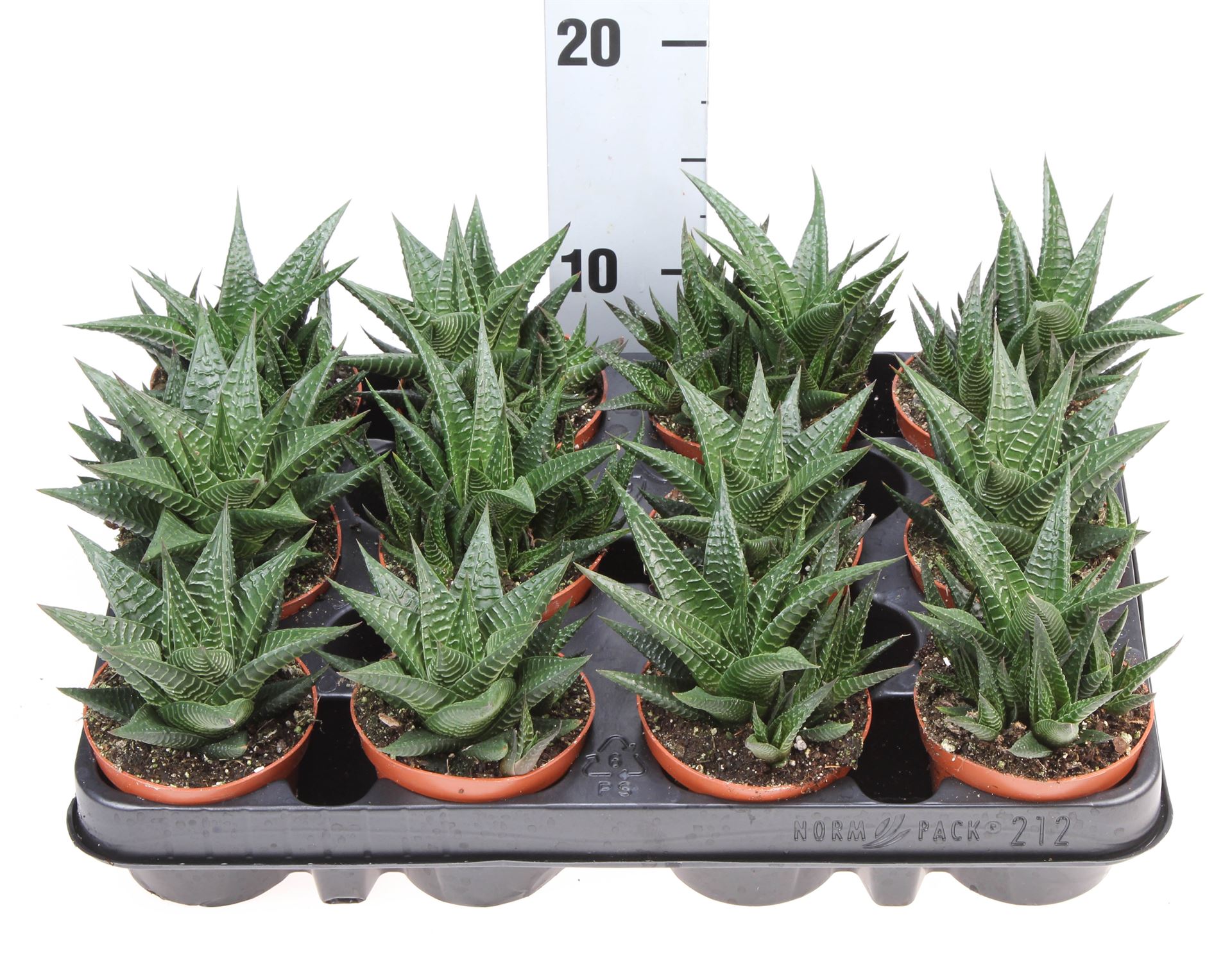 Горшечные цветы и растения оптом Haworthia Limifolia от 12шт из Голландии с доставкой по России