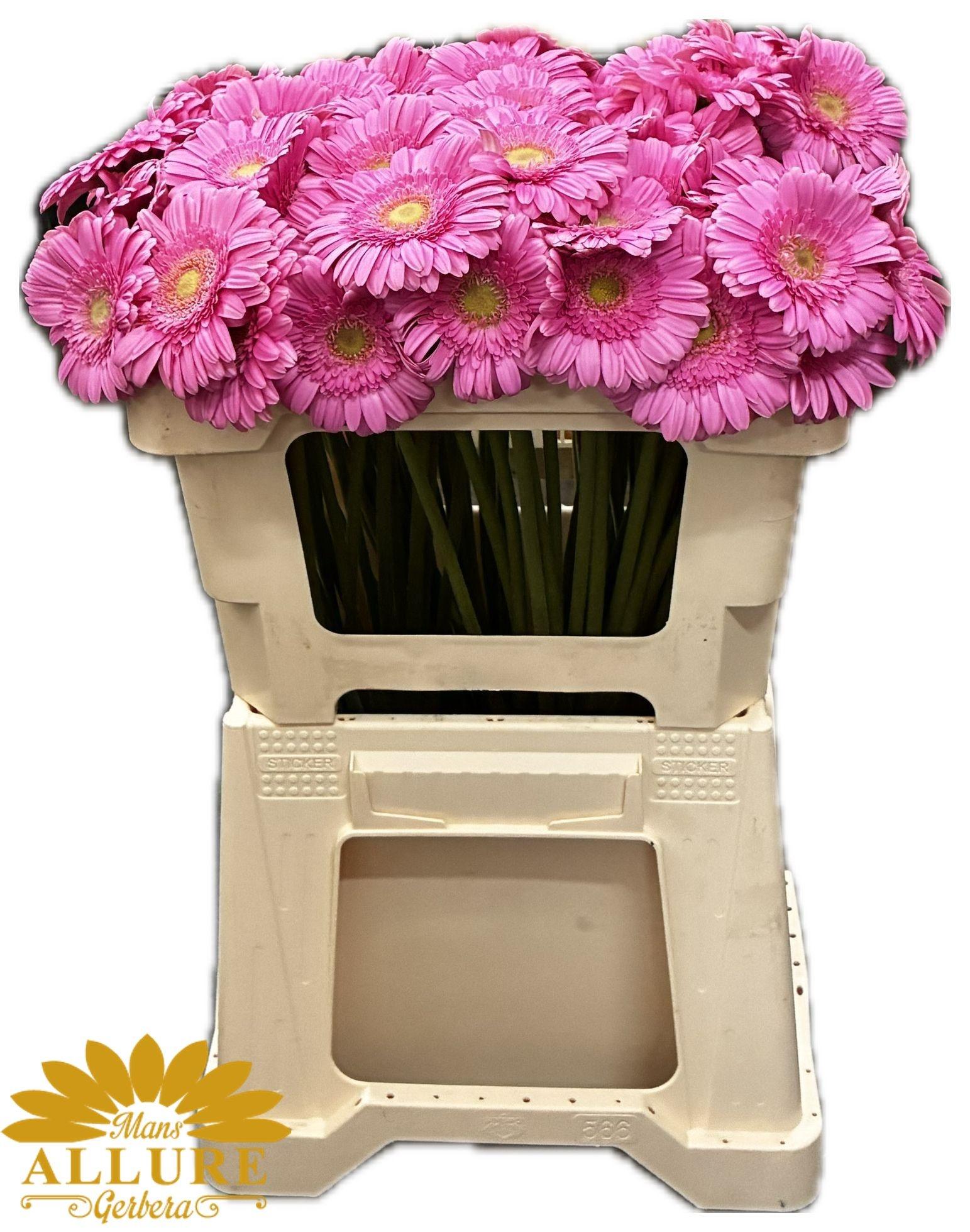 Срезанные цветы оптом Germini kirstey от 80шт из Голландии с доставкой по России Срезанные цветы оптом Germini kirstey от 80шт из Голландии с доставкой по России