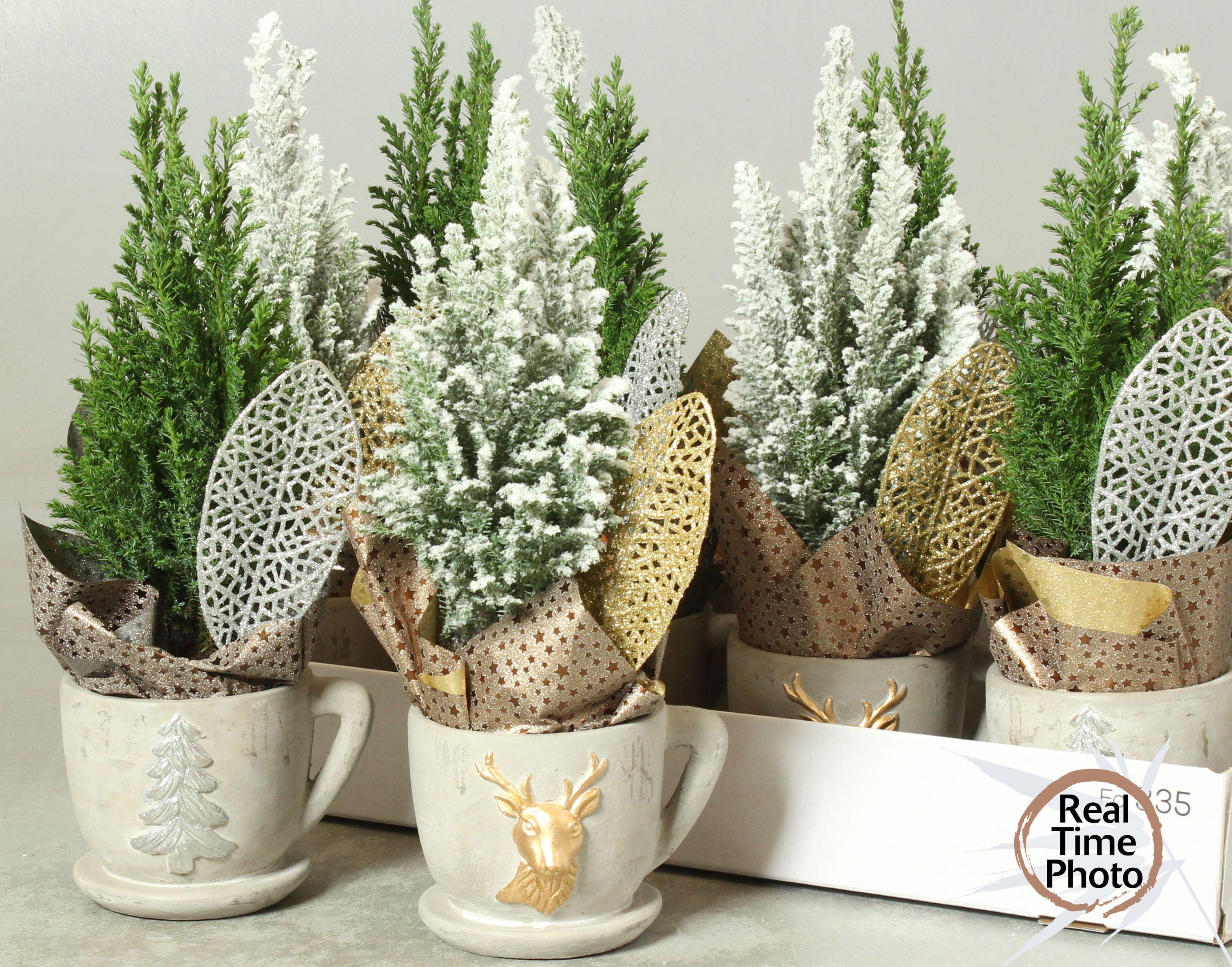 Горшечные цветы и растения оптом Cham L Ellwoodii от 10шт из Голландии с доставкой по России