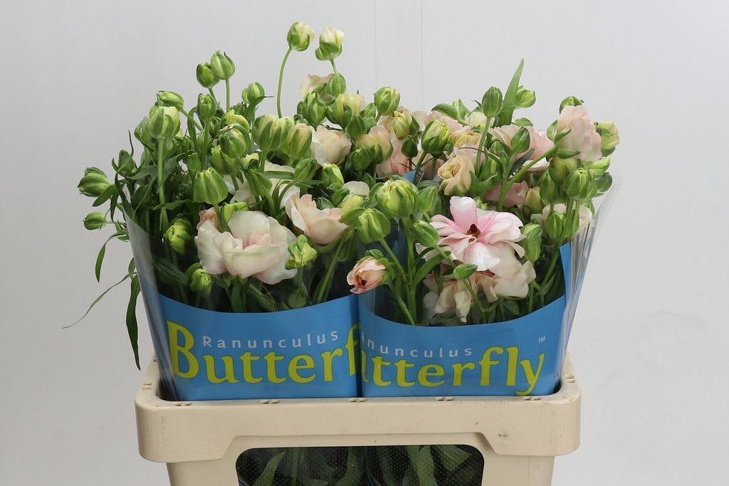 Срезанные цветы оптом Ranunculus butterfly ariadne от 40шт из Голландии с доставкой по России