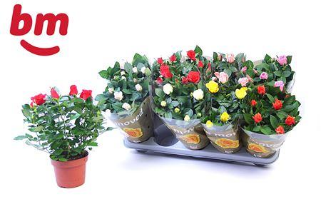 Горшечные цветы и растения оптом Rosa Beau Monde Mix от 10шт из Голландии с доставкой по России