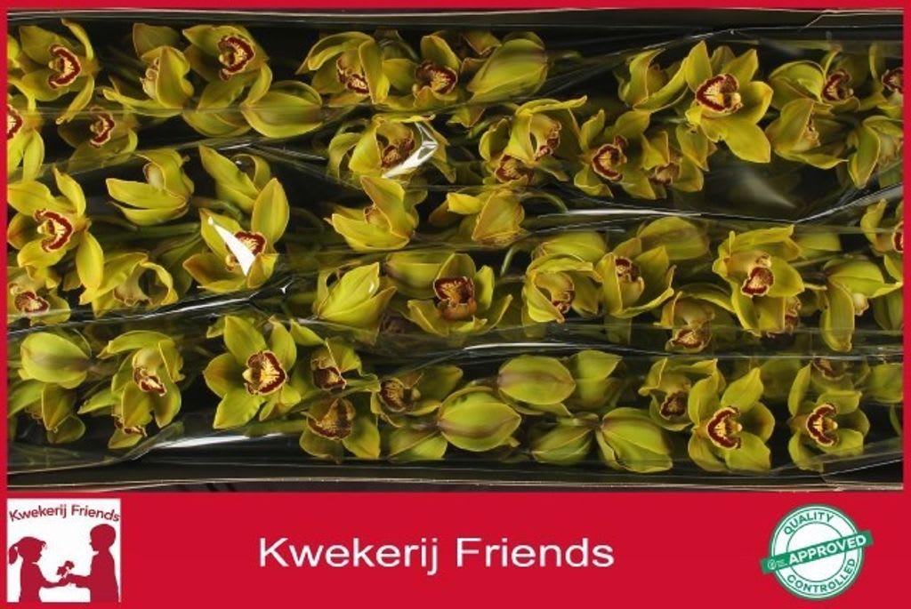 Срезанные цветы оптом Cymbidium green sparkle polychrome от 6шт из Голландии с доставкой по России
