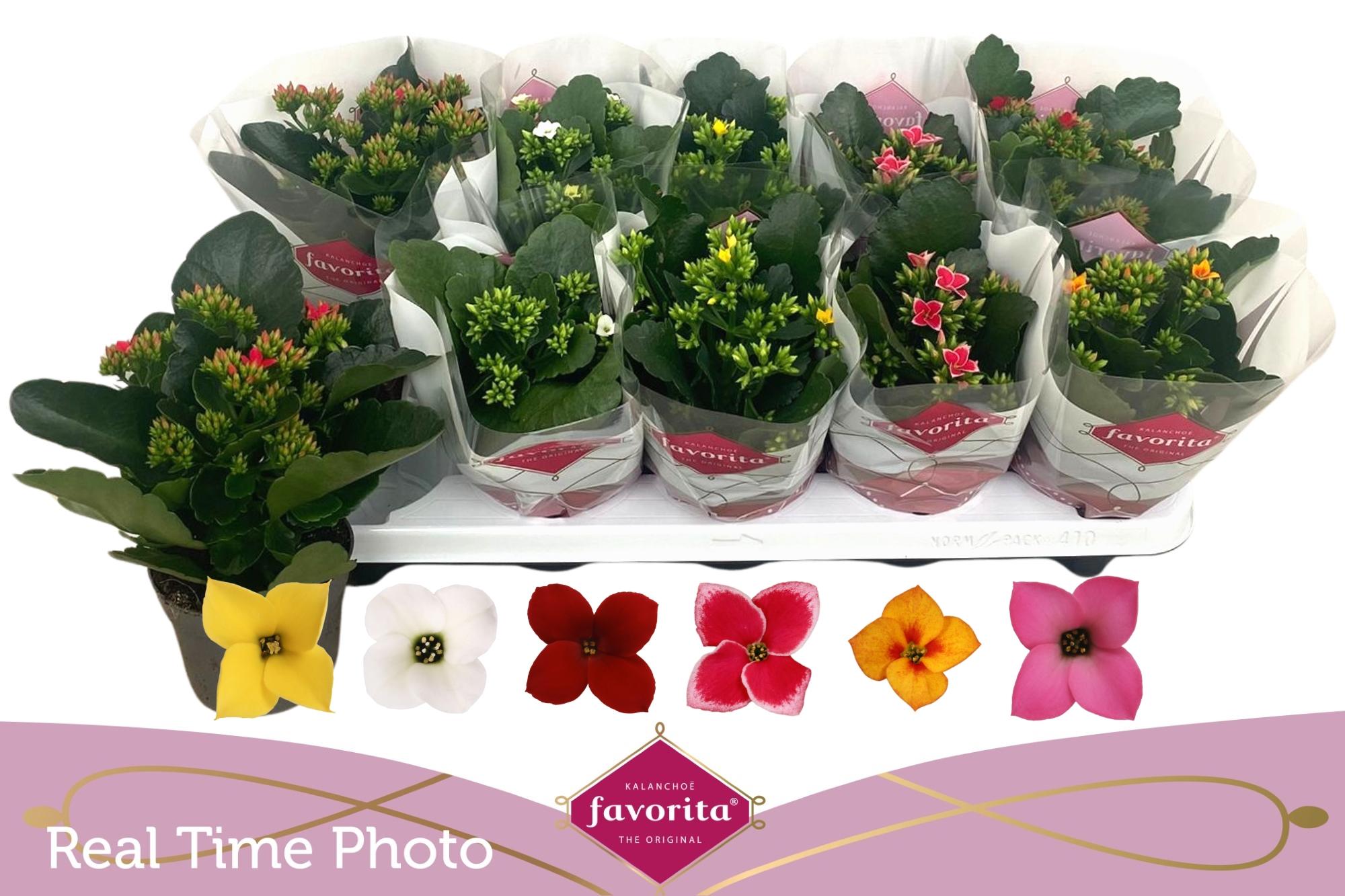 Горшечные цветы и растения оптом Kal En Gem 6 Kl от 10шт из Голландии с доставкой по России