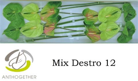 Срезанные цветы оптом Anthurium mix green от 12шт из Голландии с доставкой по России