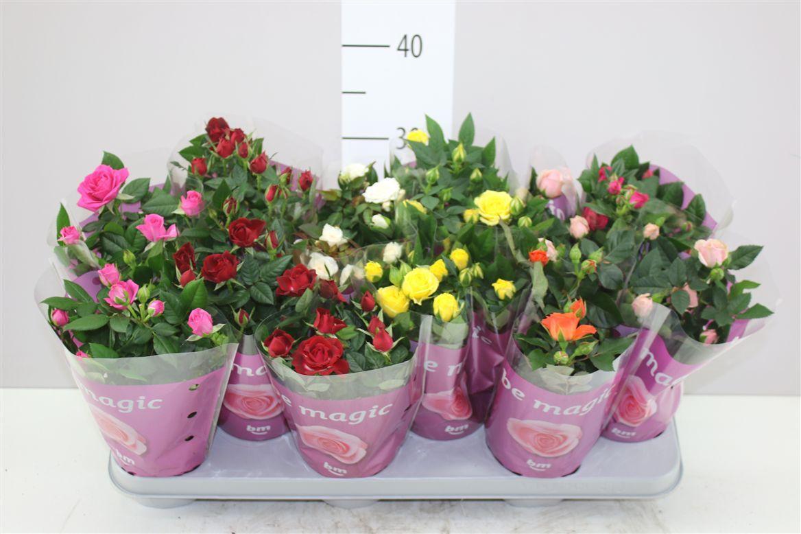 Горшечные цветы и растения оптом Rosa Beau Monde Gemengd от 12шт из Голландии с доставкой по России