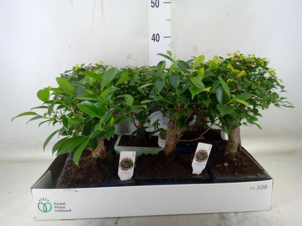 Горшечные цветы и растения оптом Bonsai   ...mix от 6шт из Голландии с доставкой по России