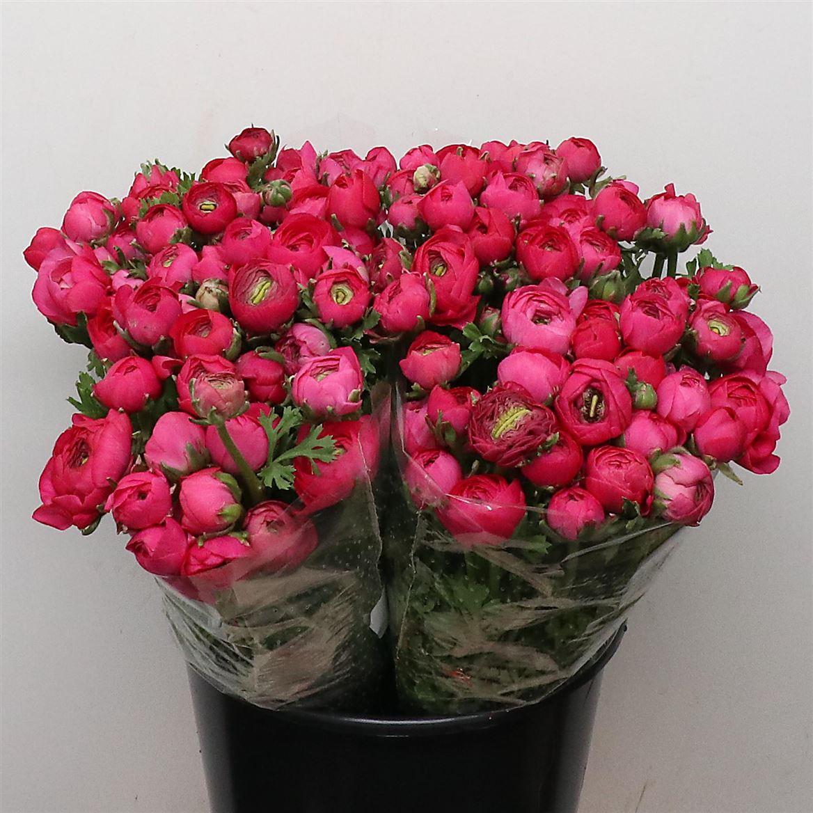 Срезанные цветы оптом Ranunculus elegance hot pink от 50шт из Голландии с доставкой по России