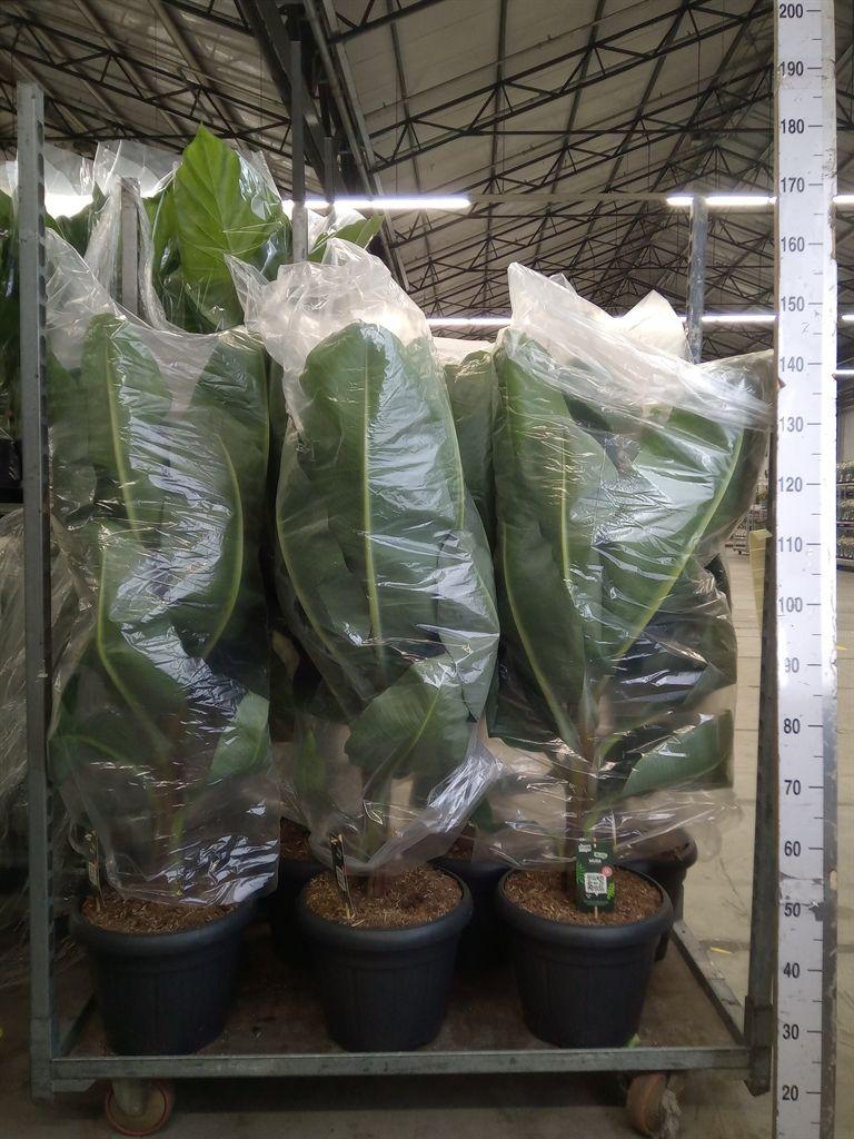 Горшечные цветы и растения оптом Musa  Dwarf Cavendish от 1шт из Голландии с доставкой по России