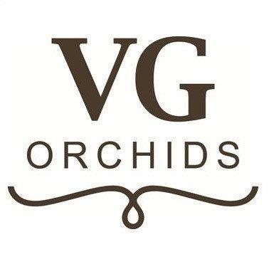 Горшечные цветы и растения оптом Phal Mini от 16шт (для телеги) из Голландии с доставкой по России