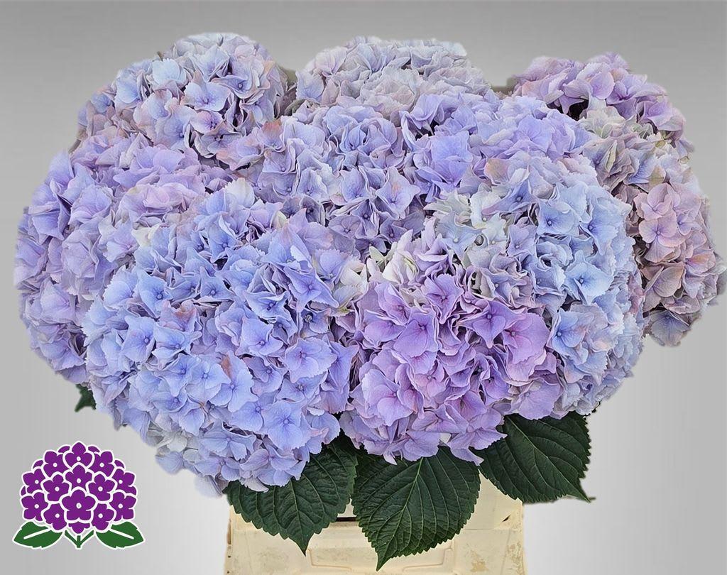 Срезанные цветы оптом Hydrangea my beautiful minerva от 10шт. из Голландии с доставкой по России