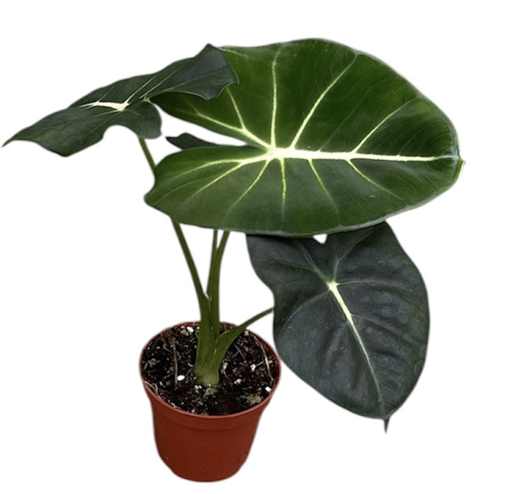 Горшечные цветы и растения оптом Alocasia Micholitziana Round Leaf от 1шт (для телеги) из Голландии с доставкой по России