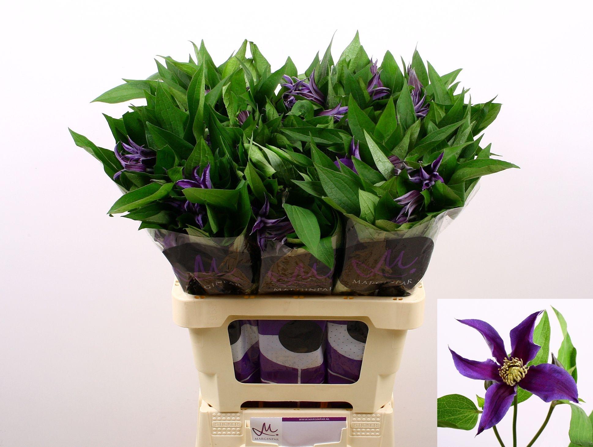 Срезанные цветы оптом Clematis amazing oslo от 60шт из Голландии с доставкой по России