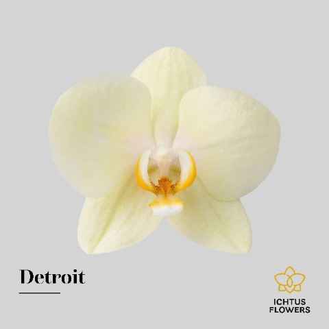Срезанные цветы оптом Phalaenopsis detroit (per flower) от 25шт из Голландии с доставкой по России