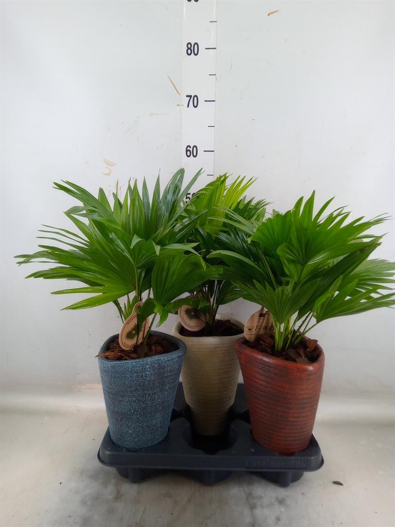 Горшечные цветы и растения оптом Livistona Rotundifolia от 3шт' из Голландии с доставкой по России