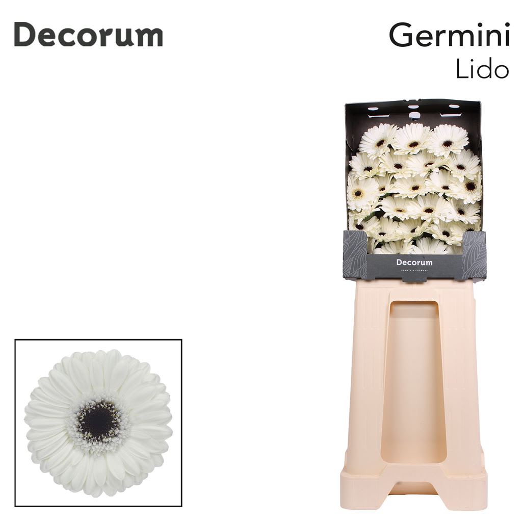 Срезанные цветы оптом Germini diamond lido от 75шт из Голландии с доставкой по России