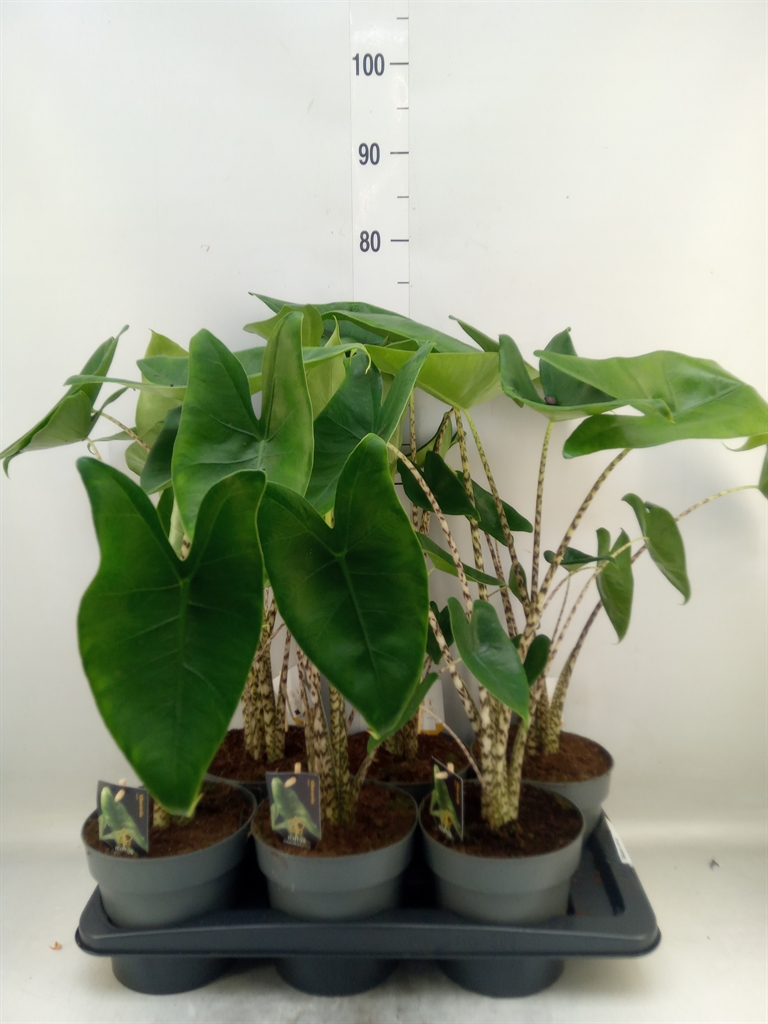 Горшечные цветы и растения оптом Alocasia Zebrina от 6шт (для телеги) из Голландии с доставкой по России