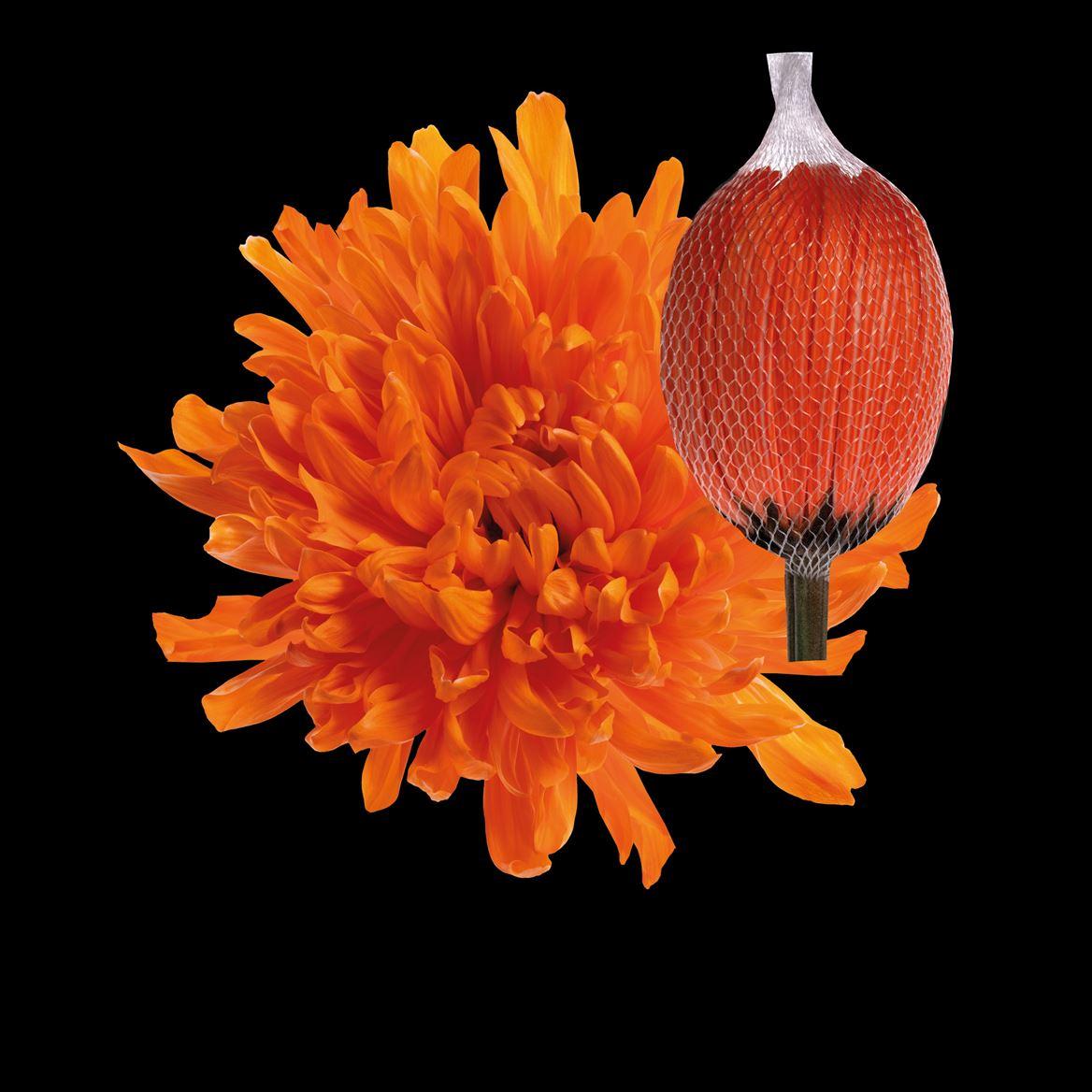 Срезанные цветы оптом Chrys bl paint antonov orange от 40шт из Голландии с доставкой по России