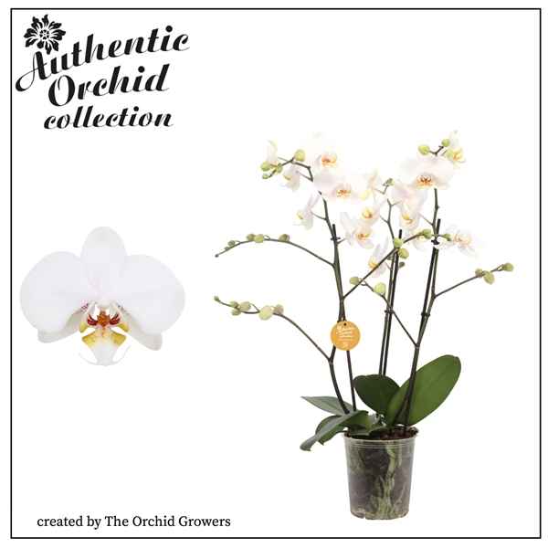 Горшечные цветы и растения оптом Phal 3st Marvellous White 40+ Authentic от 6шт из Голландии с доставкой по России