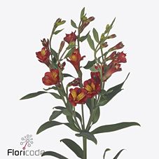 Срезанные цветы оптом Alstroemeria fl campari от 50шт из Голландии с доставкой по России