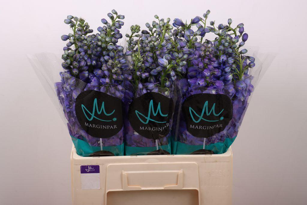 Срезанные цветы оптом Delphinium el guardian blue от 40шт из Голландии с доставкой по России