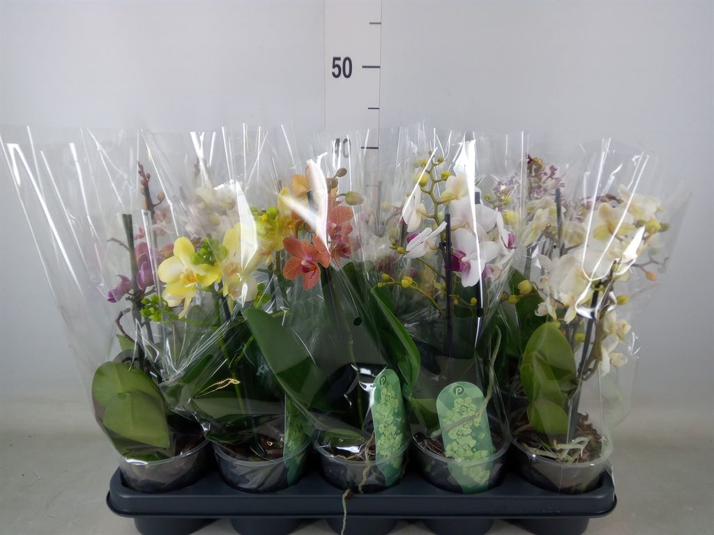 Горшечные цветы и растения оптом Phalaenopsis Multi.   ...mix  4 от 10шт из Голландии с доставкой по России