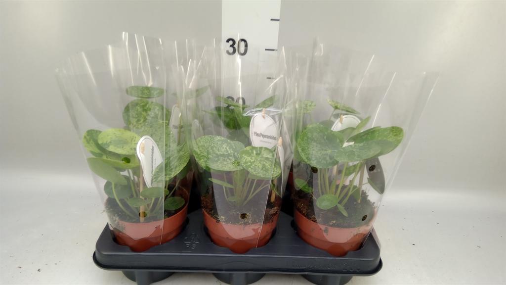 Горшечные цветы и растения оптом Pilea ... от 6шт из Голландии с доставкой по России