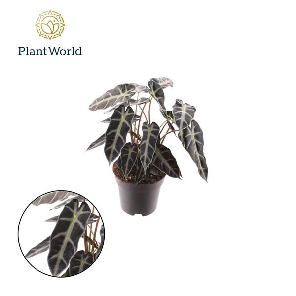 Горшечные цветы и растения оптом Alocasia Bambino Arrow 2pp от 6шт (для телеги) из Голландии с доставкой по России