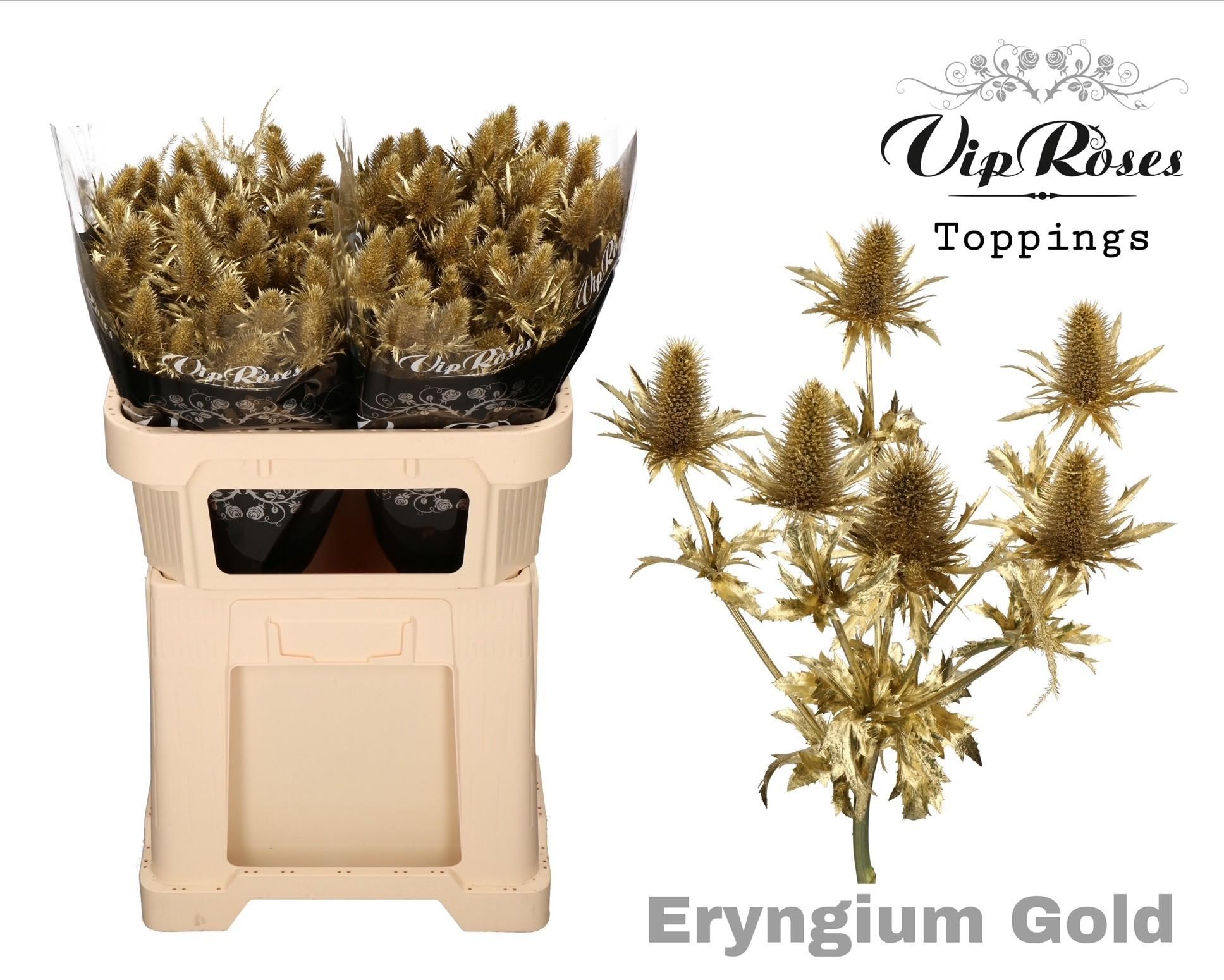 Срезанные цветы оптом Eryngium supernova paint gold от 20шт из Голландии с доставкой по России