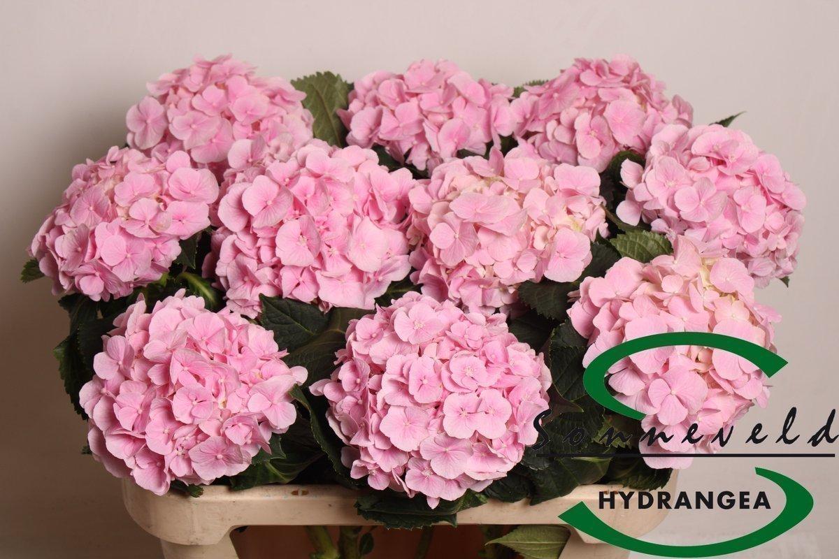 Срезанные цветы оптом Hydrangea verena от 10шт из Голландии с доставкой по России