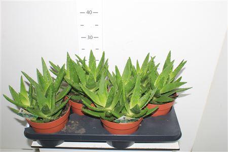 Горшечные цветы и растения оптом Aloe Perfoliata P17 от 4шт из Голландии с доставкой по России