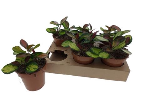 Горшечные цветы и растения оптом Hoya Lisa 3pp от 6шт из Голландии с доставкой по России