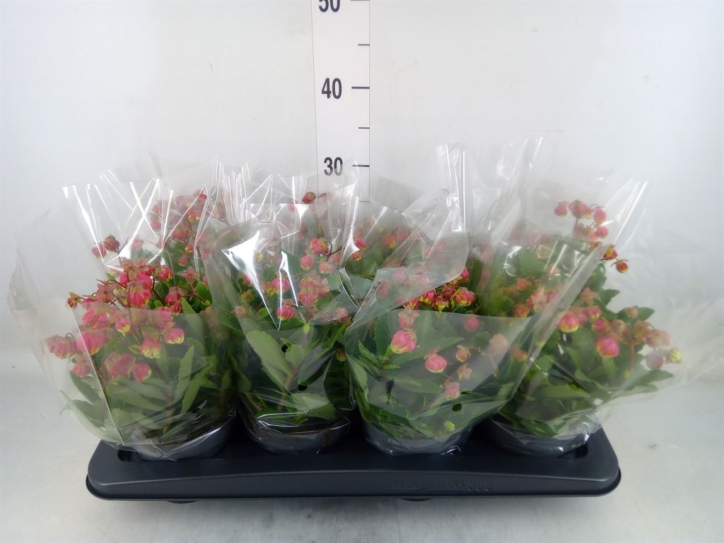 Горшечные цветы и растения оптом Kalanchoe Hg ... от 8шт из Голландии с доставкой по России