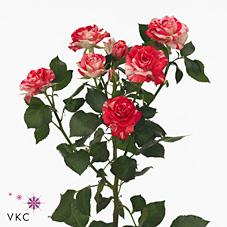 Срезанные цветы оптом Rosa spray fireworks от 80шт из Голландии с доставкой по России