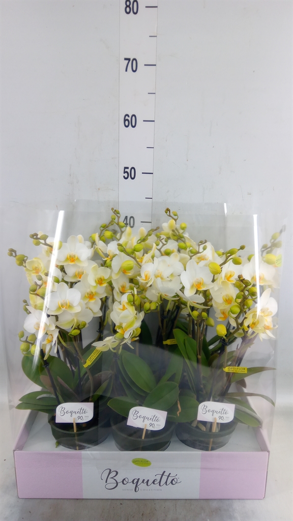 Горшечные цветы и растения оптом Phalaenopsis Multi.   ...white от 6шт из Голландии с доставкой по России