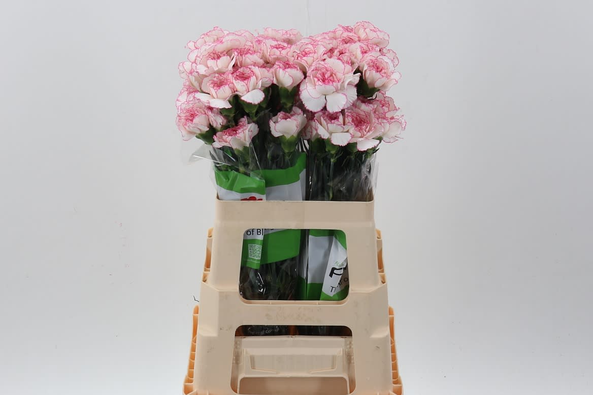 Срезанные цветы оптом Dianthus st pastel damascus от 80шт.. из Голландии с доставкой по России